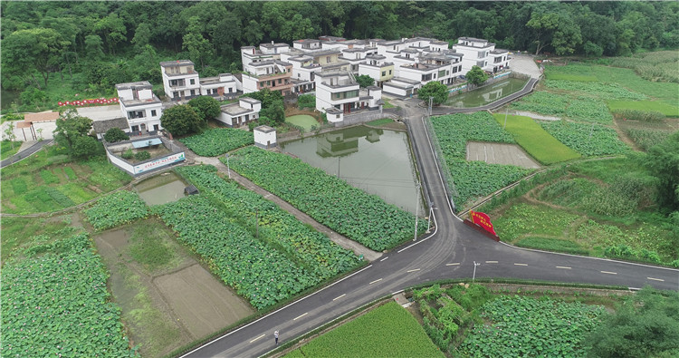 近年來，禾石坑村著力發(fā)展特色優(yōu)勢產業(yè)，打造以“荷花+蓮子+泳場”為主題的鄉(xiāng)村觀光旅游。（通訊員供圖）.jpg