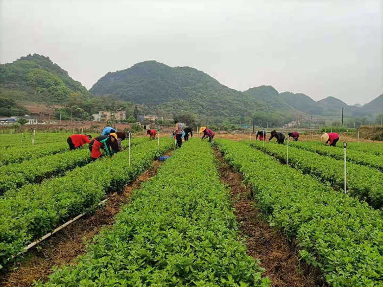 在陽山大崀鎮(zhèn)，農(nóng)戶們采摘枸杞。通訊員供圖.jpg